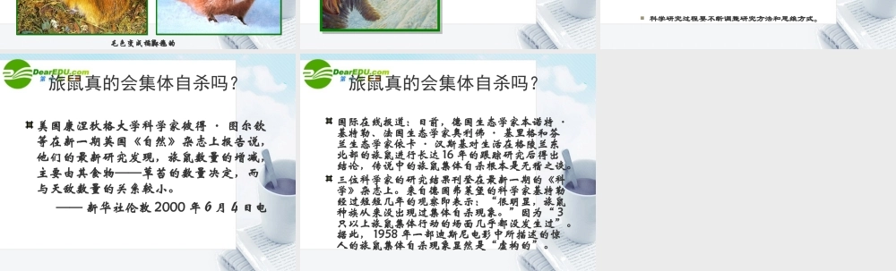 七年级语文上册第21课(旅鼠之谜)课件鲁教版 课件