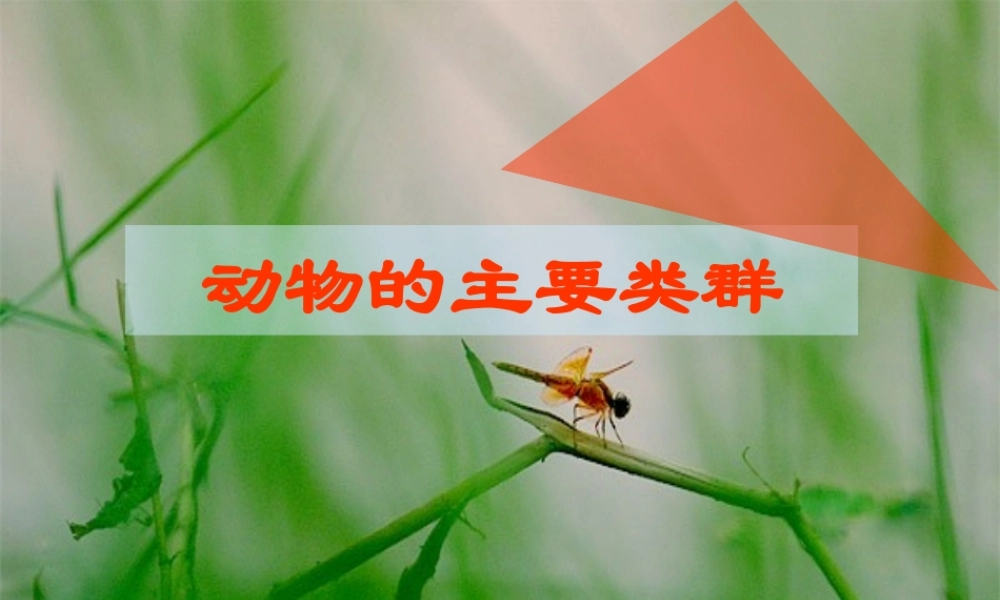 动物主要类群PPT课件