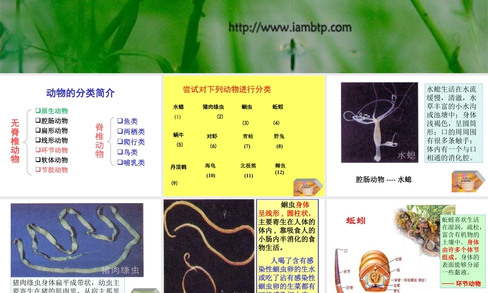 动物主要类群PPT课件