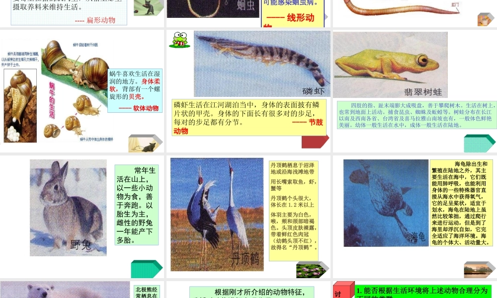 动物主要类群PPT课件