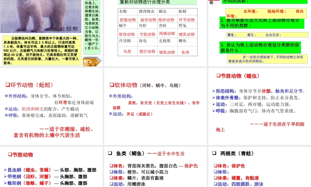 动物主要类群PPT课件