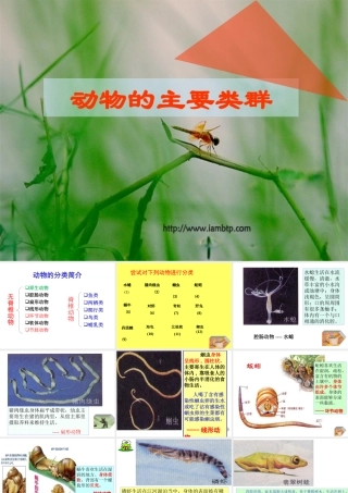 动物主要类群PPT课件