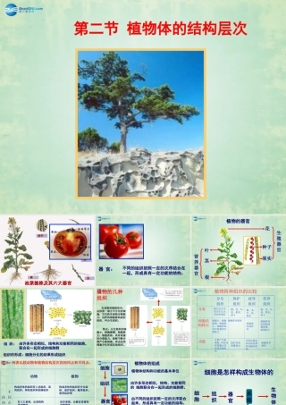 中学七年级生物上册 2.2.3 植物体的结构层次课件 新人教版 课件
