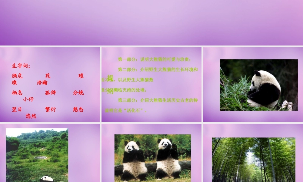 中学七年级语文下册(17 国宝—大熊猫)课件 (新版)苏教版 课件