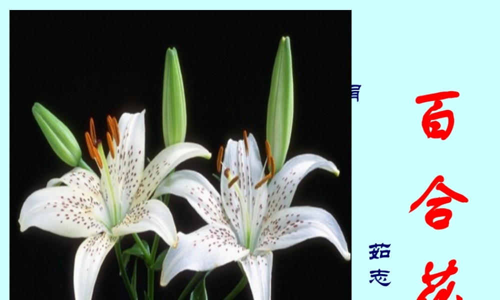 八年级语文下(百合花开)课件4河大版 课件