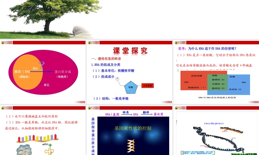 第1节基因指导蛋白质的合成