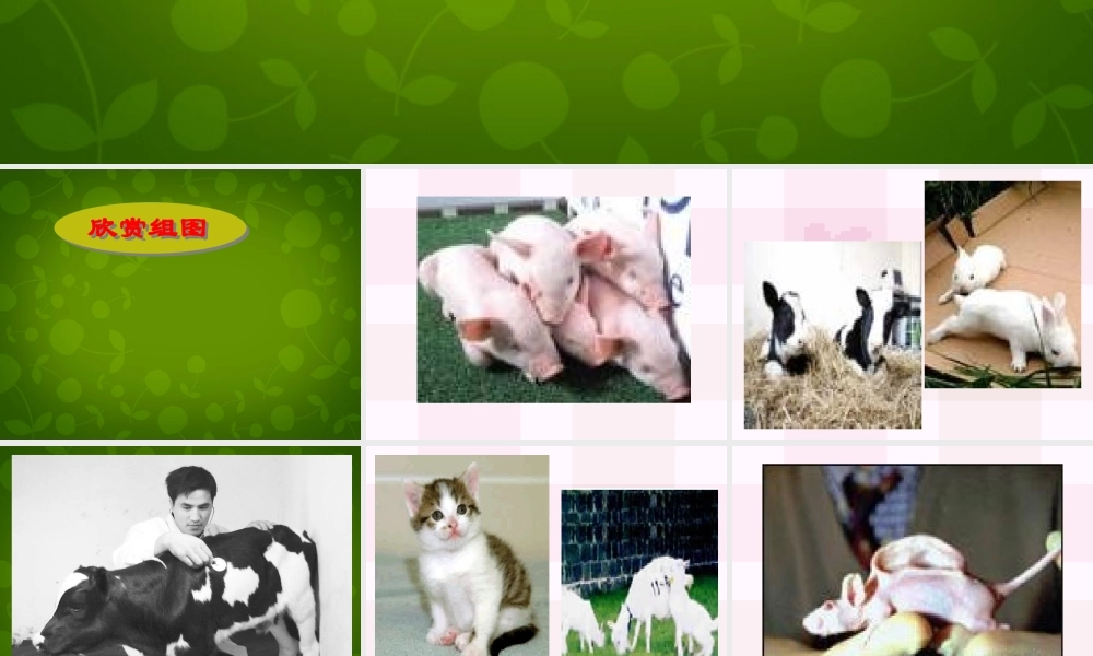 八年级语文上册 28 奇妙的克隆课件 苏教版 课件