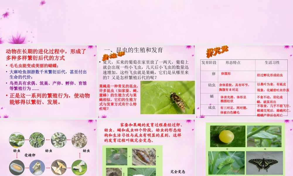 八年级生物上册 第十九章 第二节 动物的生殖和发育课件 北师大版 课件