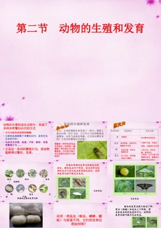 八年级生物上册 第十九章 第二节 动物的生殖和发育课件 北师大版 课件