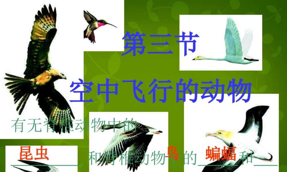 八年级生物上册 5.1.3 空中飞行的动物课件2 新人教版 课件