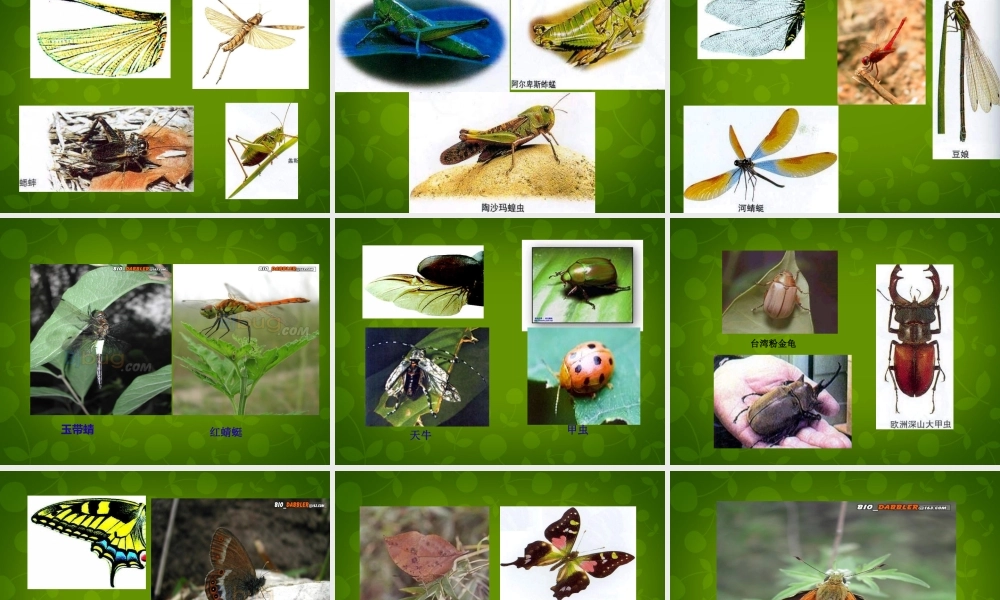 八年级生物上册 5.1.3 空中飞行的动物课件2 新人教版 课件