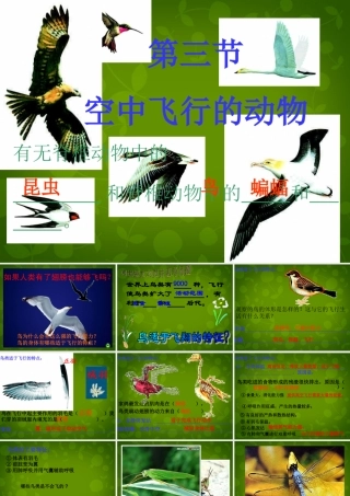 八年级生物上册 5.1.3 空中飞行的动物课件2 新人教版 课件