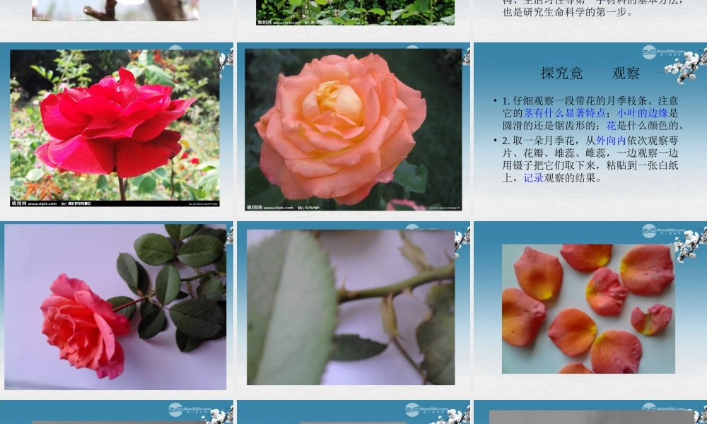 七年级生物上册 第二节 学会观察课件 冀教版 课件