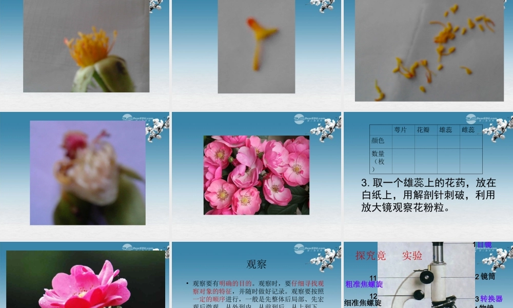 七年级生物上册 第二节 学会观察课件 冀教版 课件