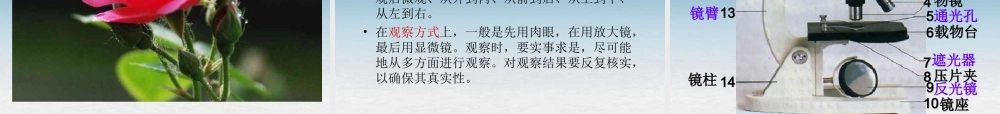 七年级生物上册 第二节 学会观察课件 冀教版 课件
