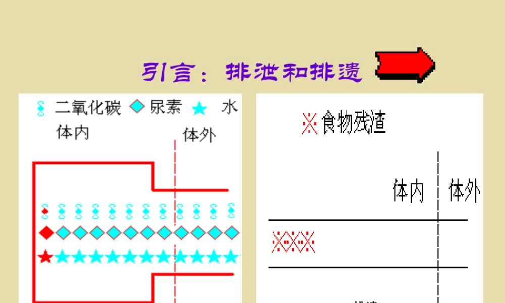 七年级生物第一节  尿的形成和排出课件