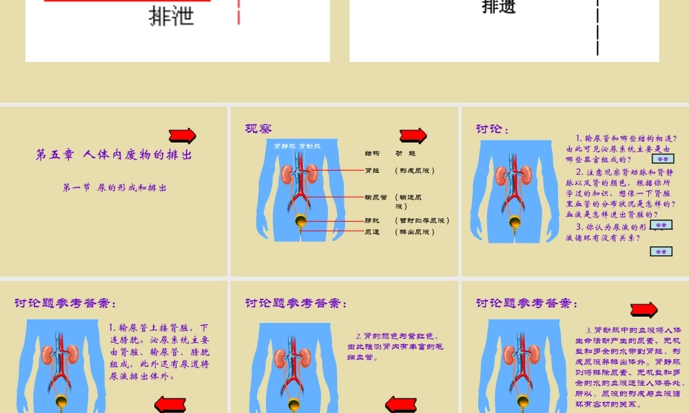 七年级生物第一节  尿的形成和排出课件