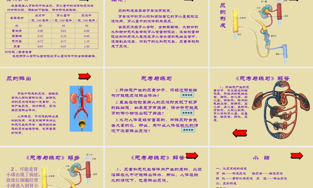 七年级生物第一节  尿的形成和排出课件