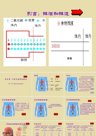 七年级生物第一节  尿的形成和排出课件