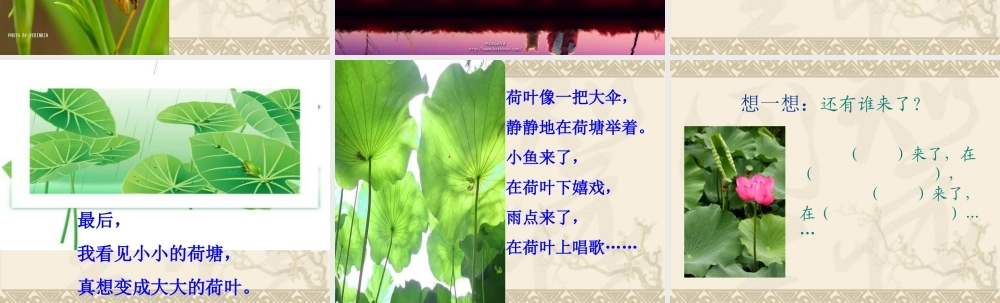 李叶丽课件——21真想变成大大的荷叶