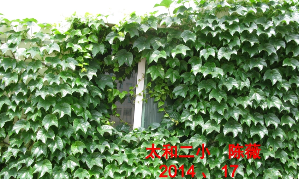 课件6课爬山虎的脚