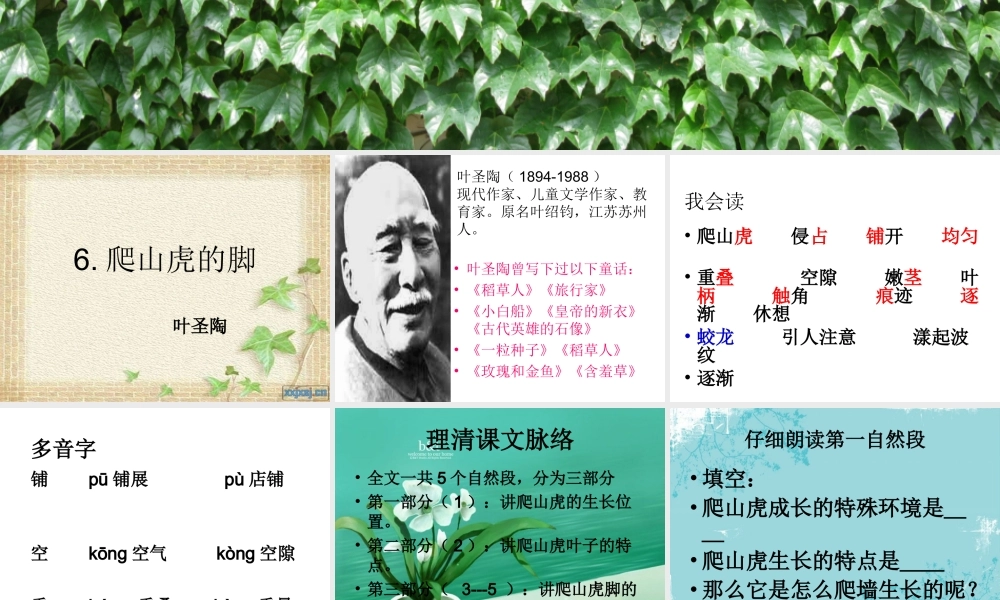 课件6课爬山虎的脚