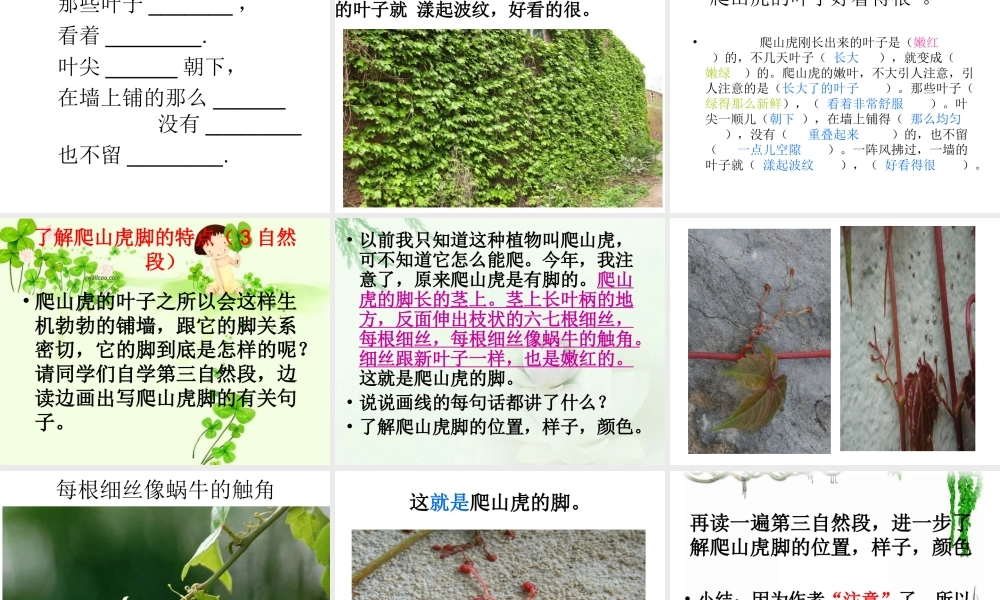课件6课爬山虎的脚