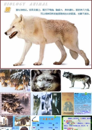 七年级语文下册 第30课(狼)课件 人教新课标版 课件