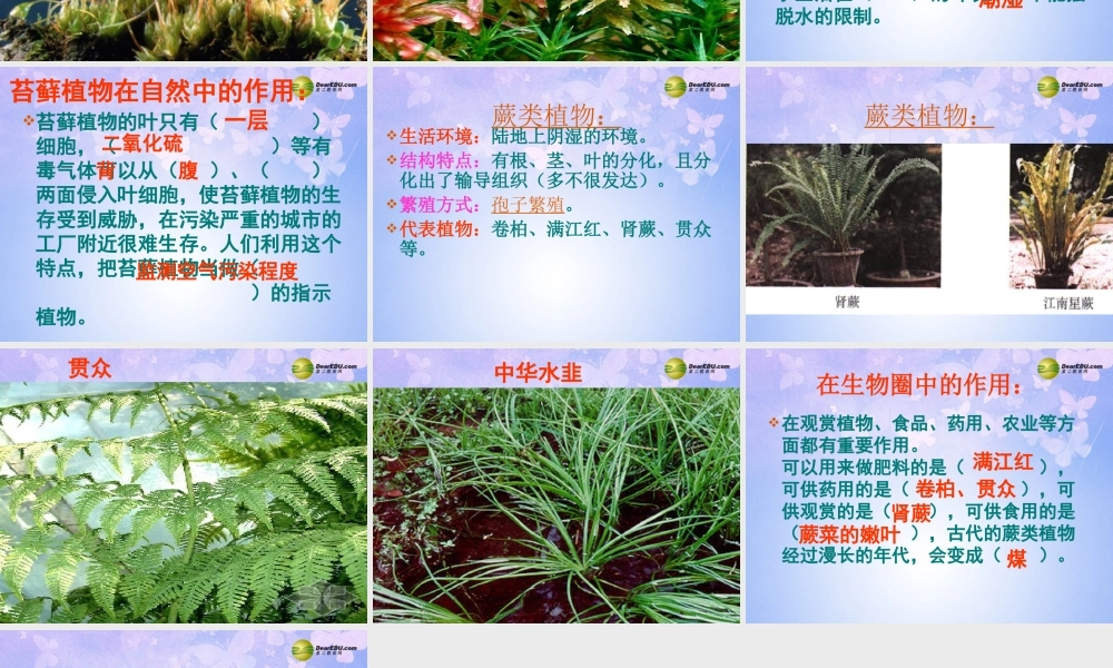 中学七年级生物上册 苔藓蕨类课件 鲁科版 课件