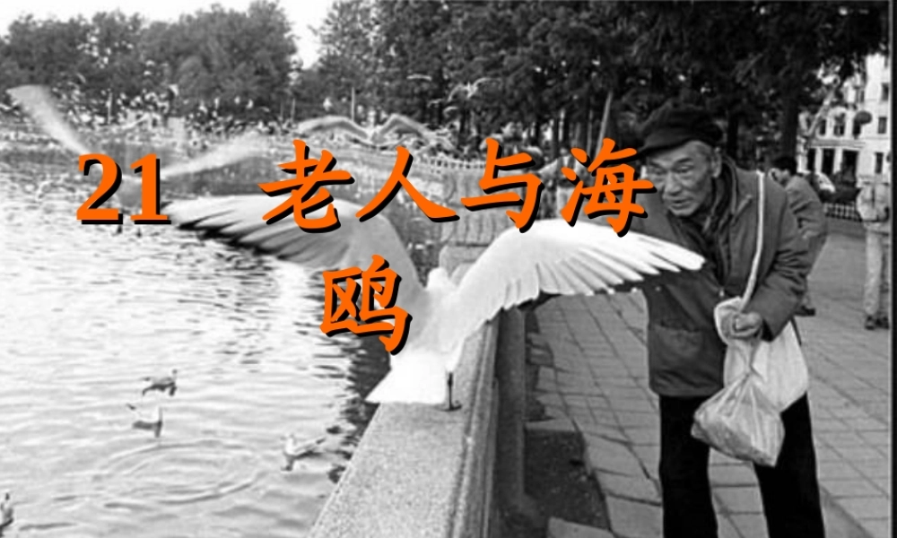老人与海鸥 课件