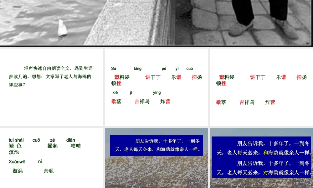 老人与海鸥 课件