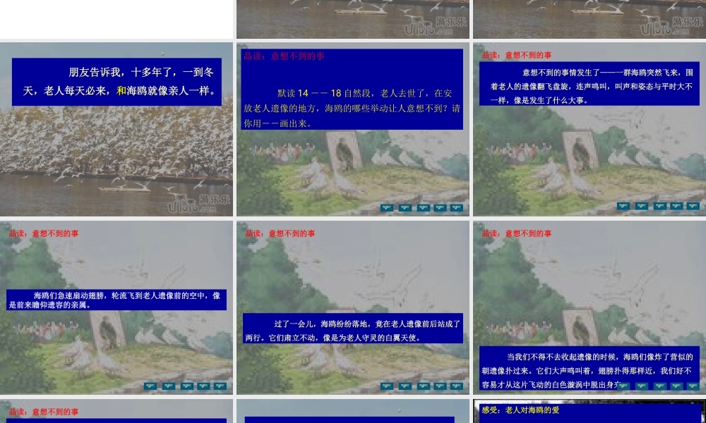 老人与海鸥 课件
