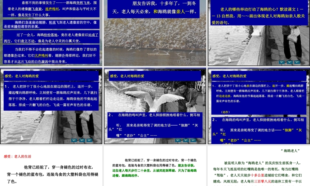 老人与海鸥 课件