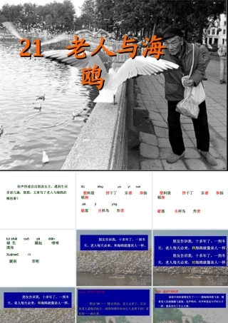 老人与海鸥 课件