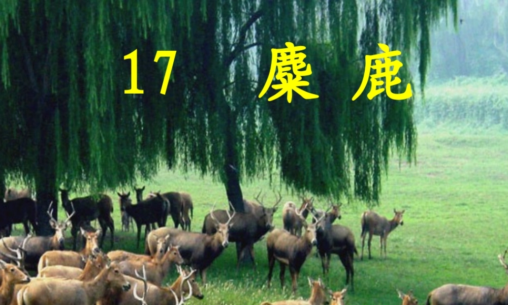 介休市宋古乡洪安小学焦美丽麋鹿