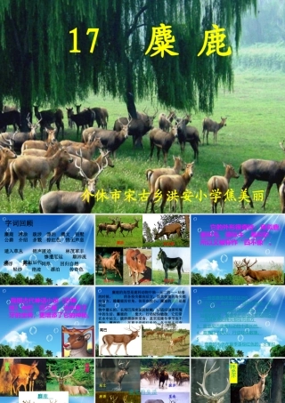 介休市宋古乡洪安小学焦美丽麋鹿