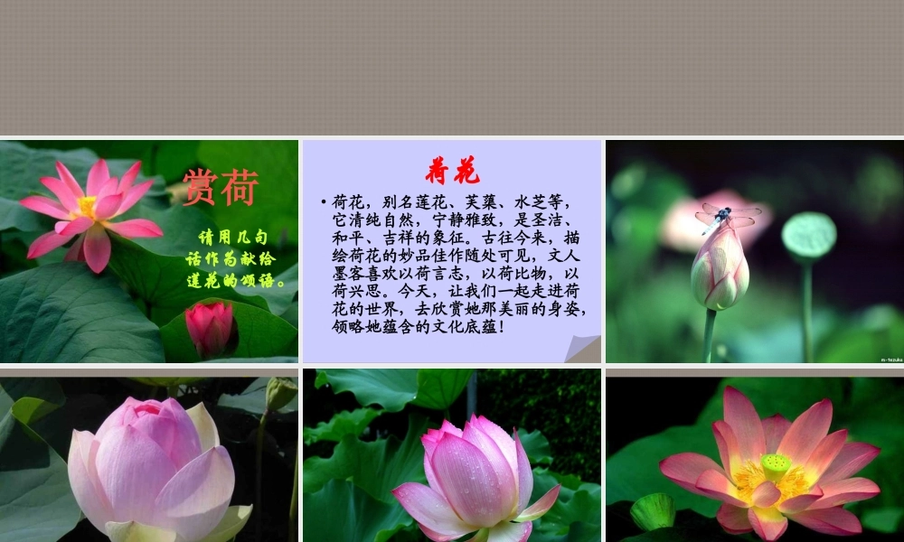 中学七年级语文下册 荷课件 语文版 课件