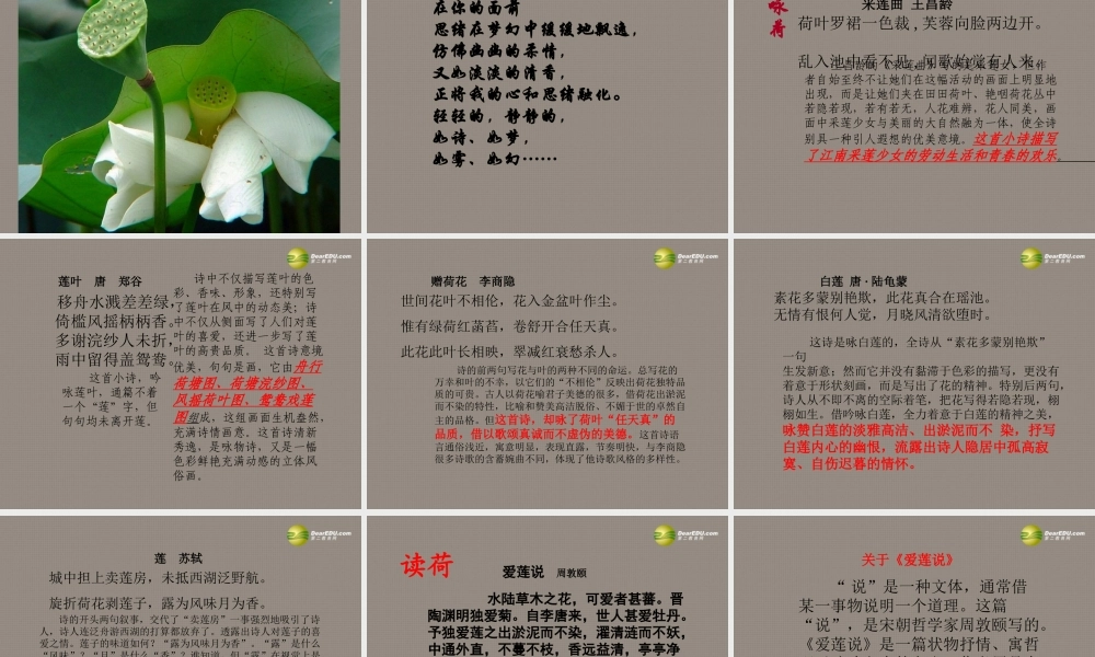 中学七年级语文下册 荷课件 语文版 课件