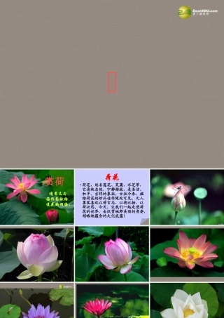 中学七年级语文下册 荷课件 语文版 课件
