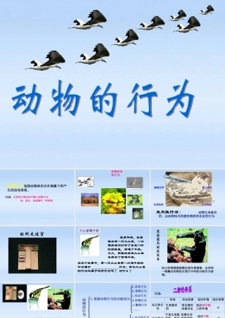 七年级生物上册 第二章生物圈中的动物第二节动物的行为课件1 济南版 课件