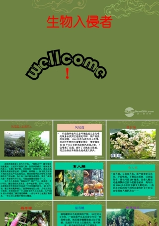 八年级语文上册 第四单元 19(生物入侵者)课件 新人教版 课件