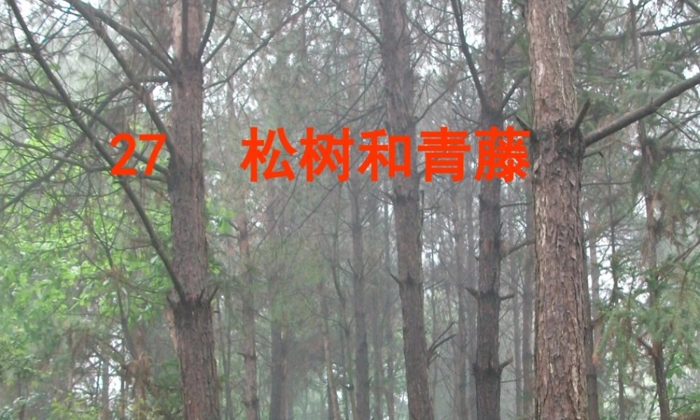 松树和青藤课件
