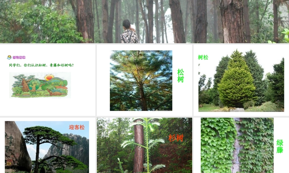 松树和青藤课件