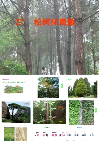 松树和青藤课件