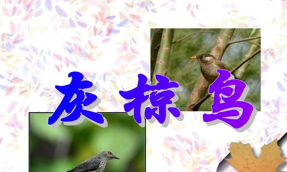 《灰椋鸟》PPT课件