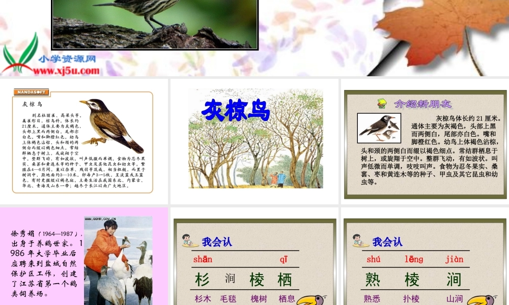 《灰椋鸟》PPT课件