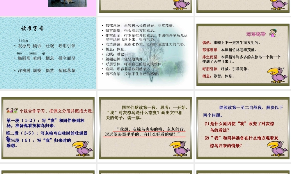 《灰椋鸟》PPT课件