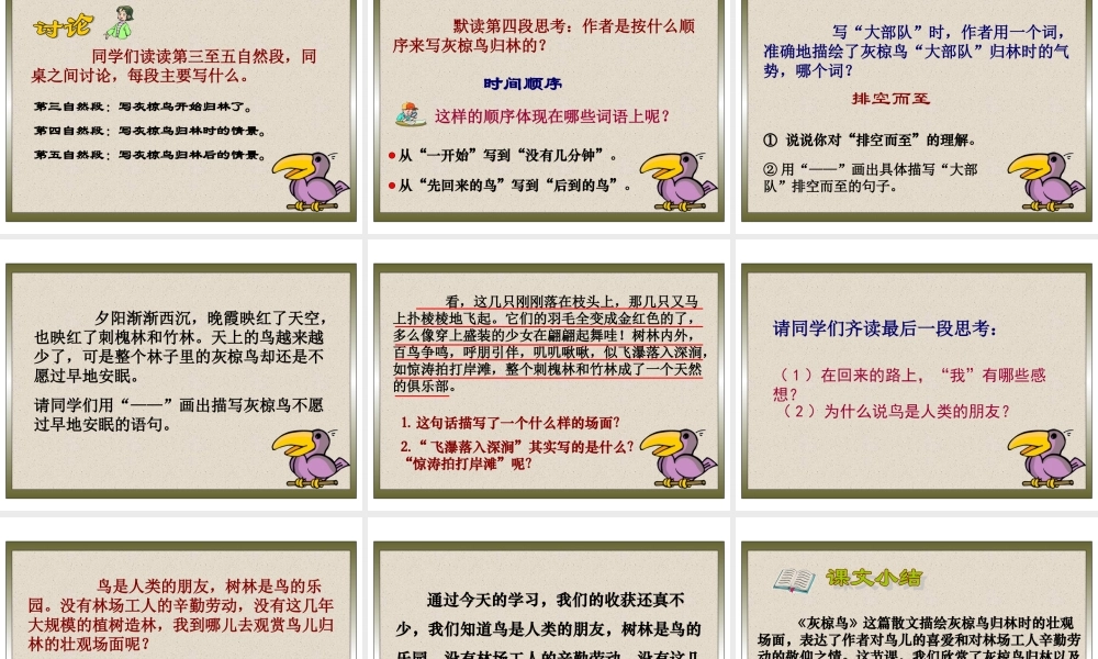 《灰椋鸟》PPT课件