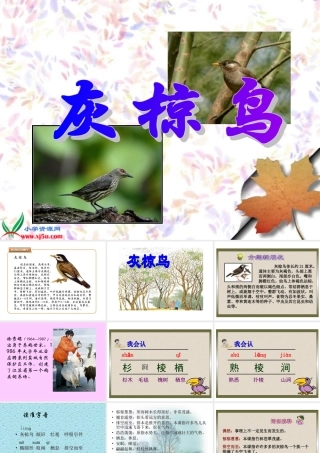 《灰椋鸟》PPT课件