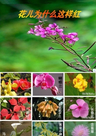 七年级语文下册(花儿为什么这样红)课件 北师大版 课件